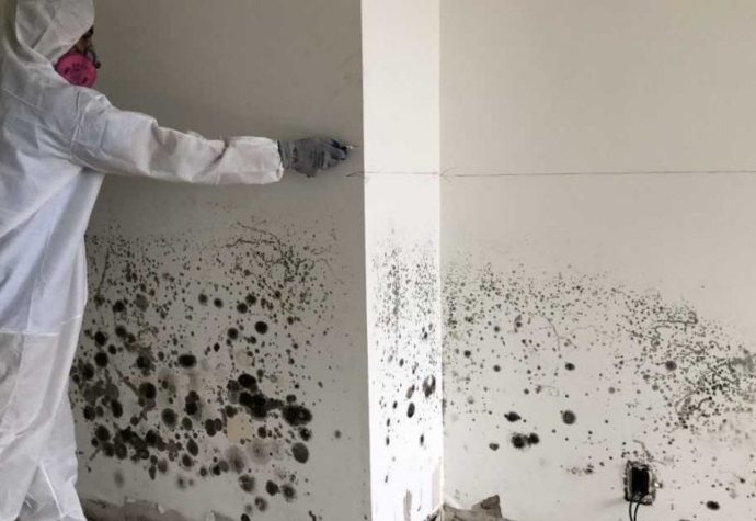 mold damage