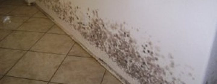 mold1-300x227