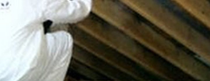 moldcleanup